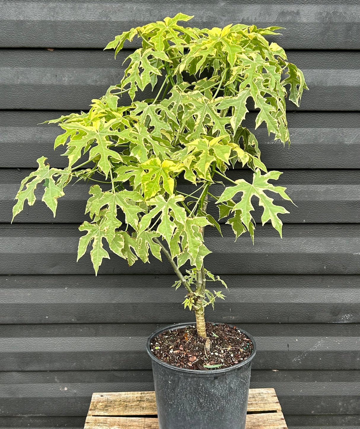 Chaya Plant - Variegated