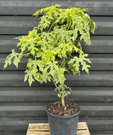 Chaya Plant - Variegated