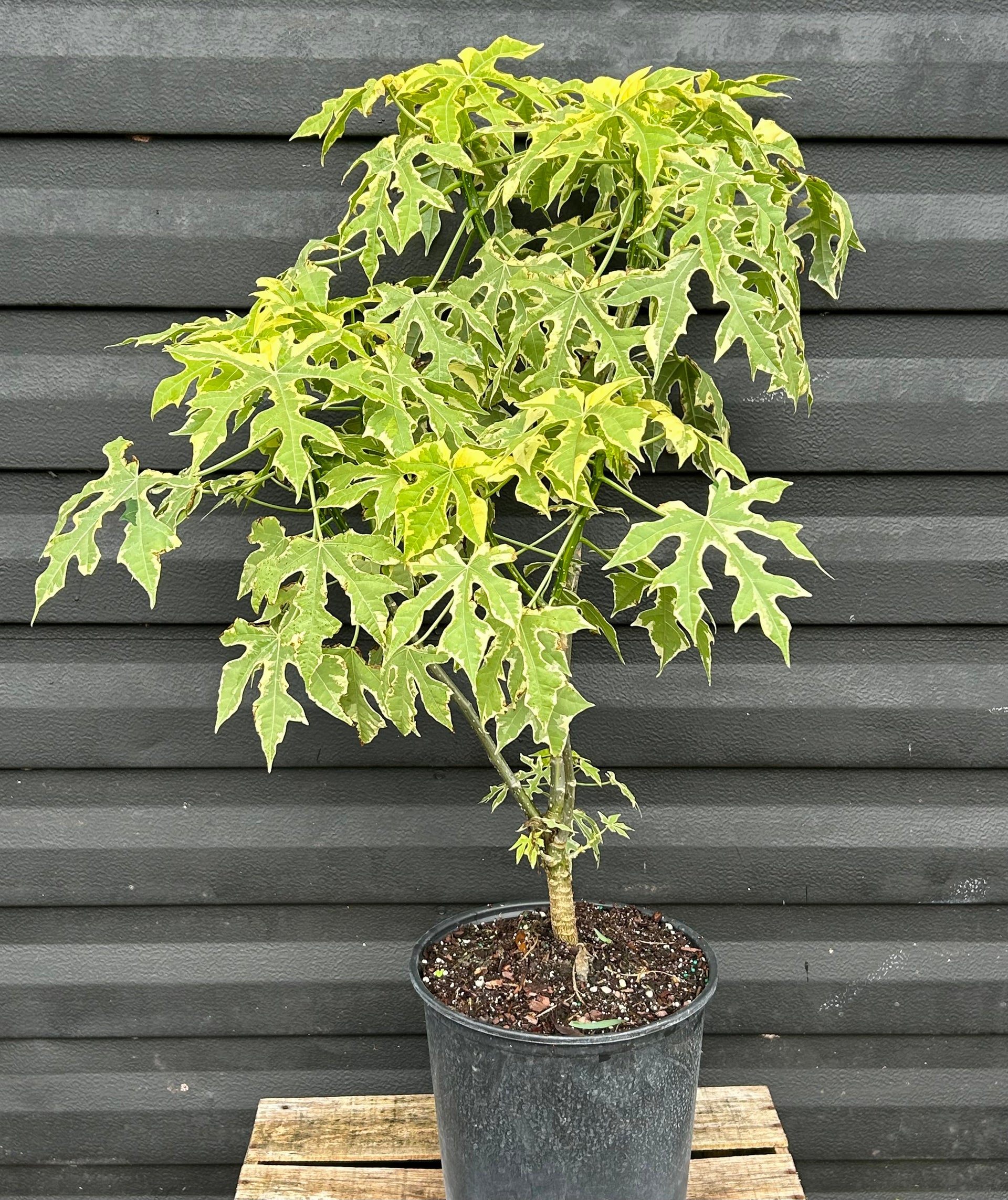 Chaya Plant - Variegated