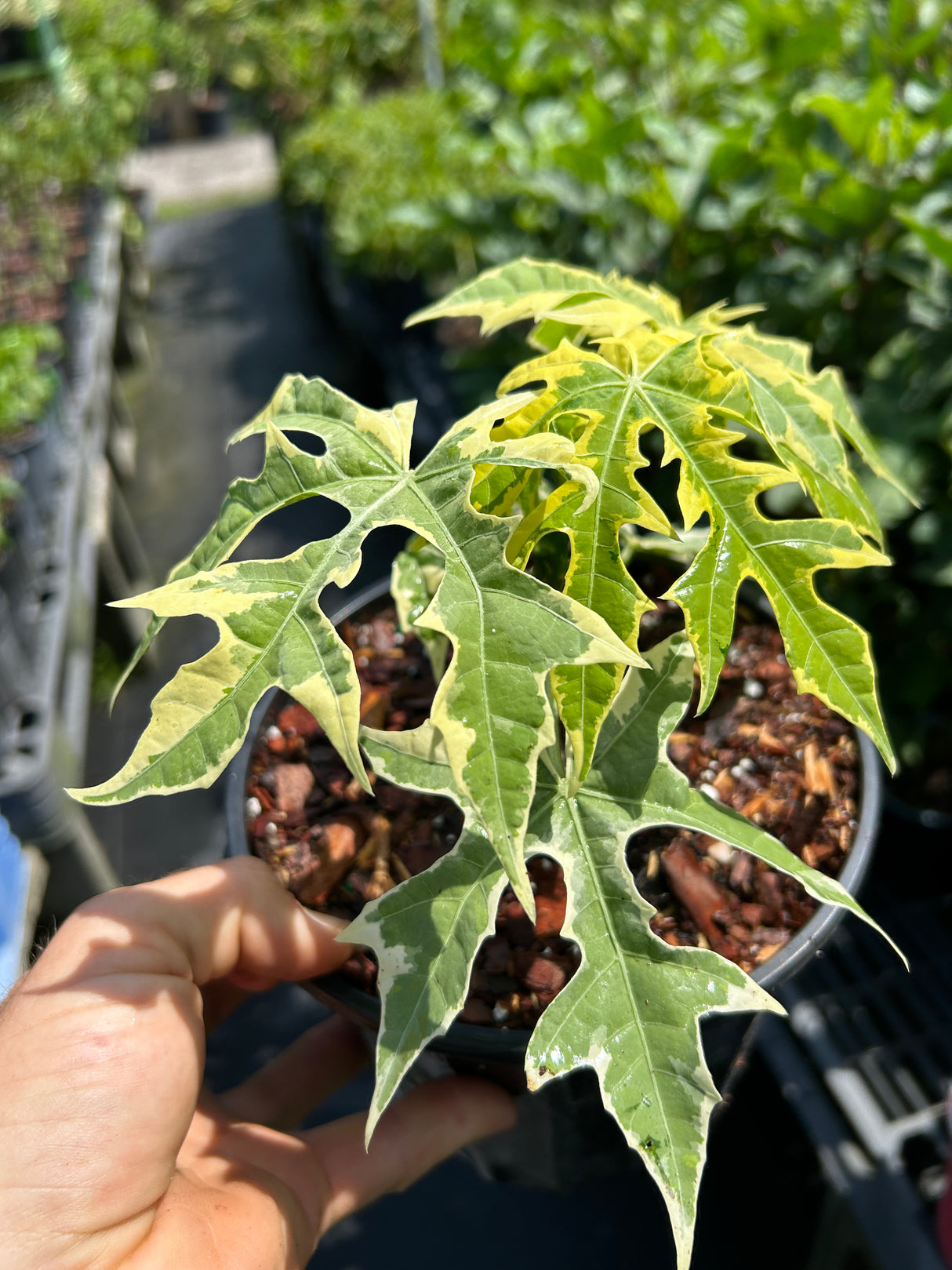 Chaya Plant - Variegated