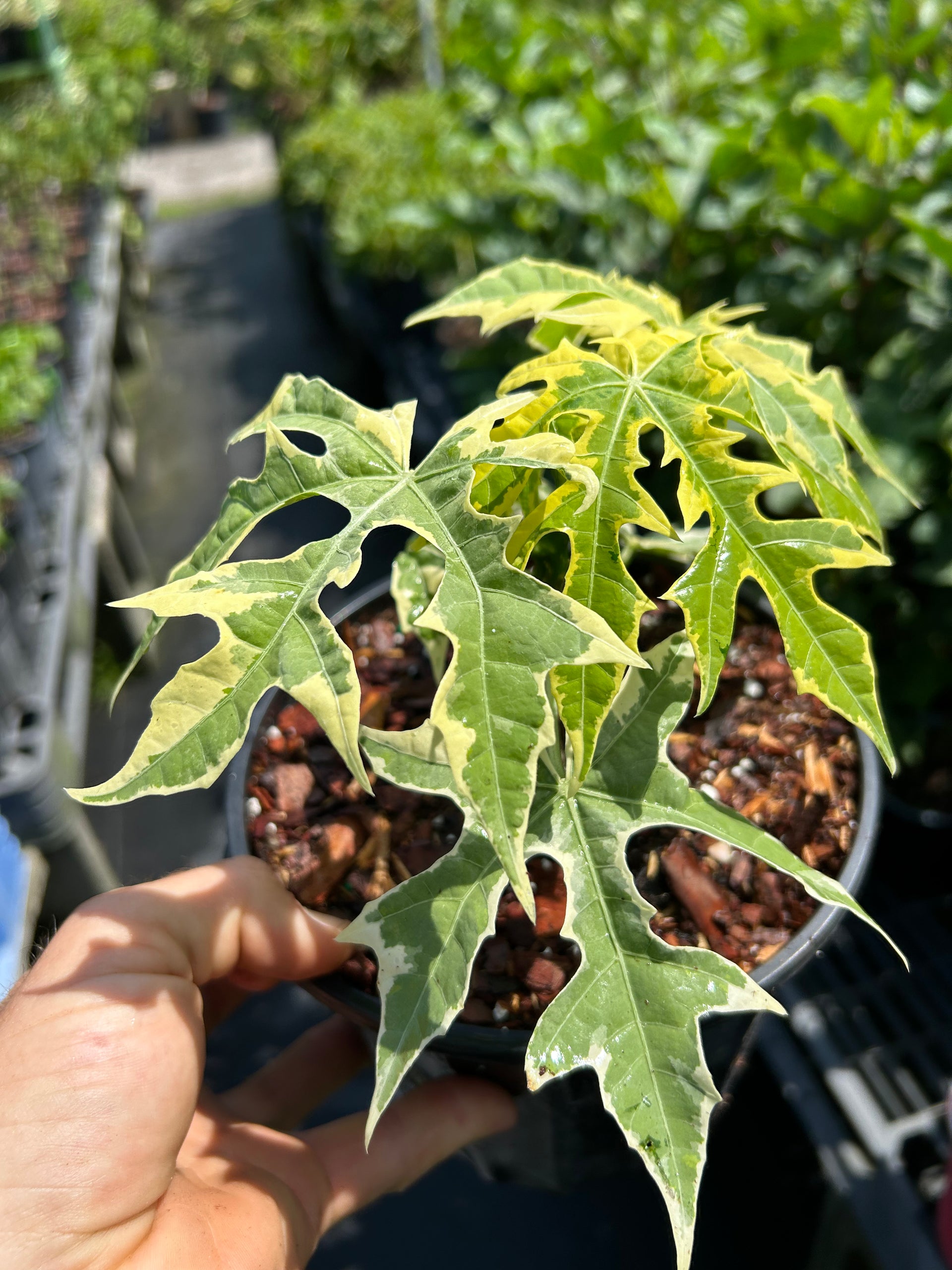 Chaya Plant