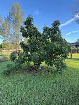 Avocado Tree ‘Choquette’
