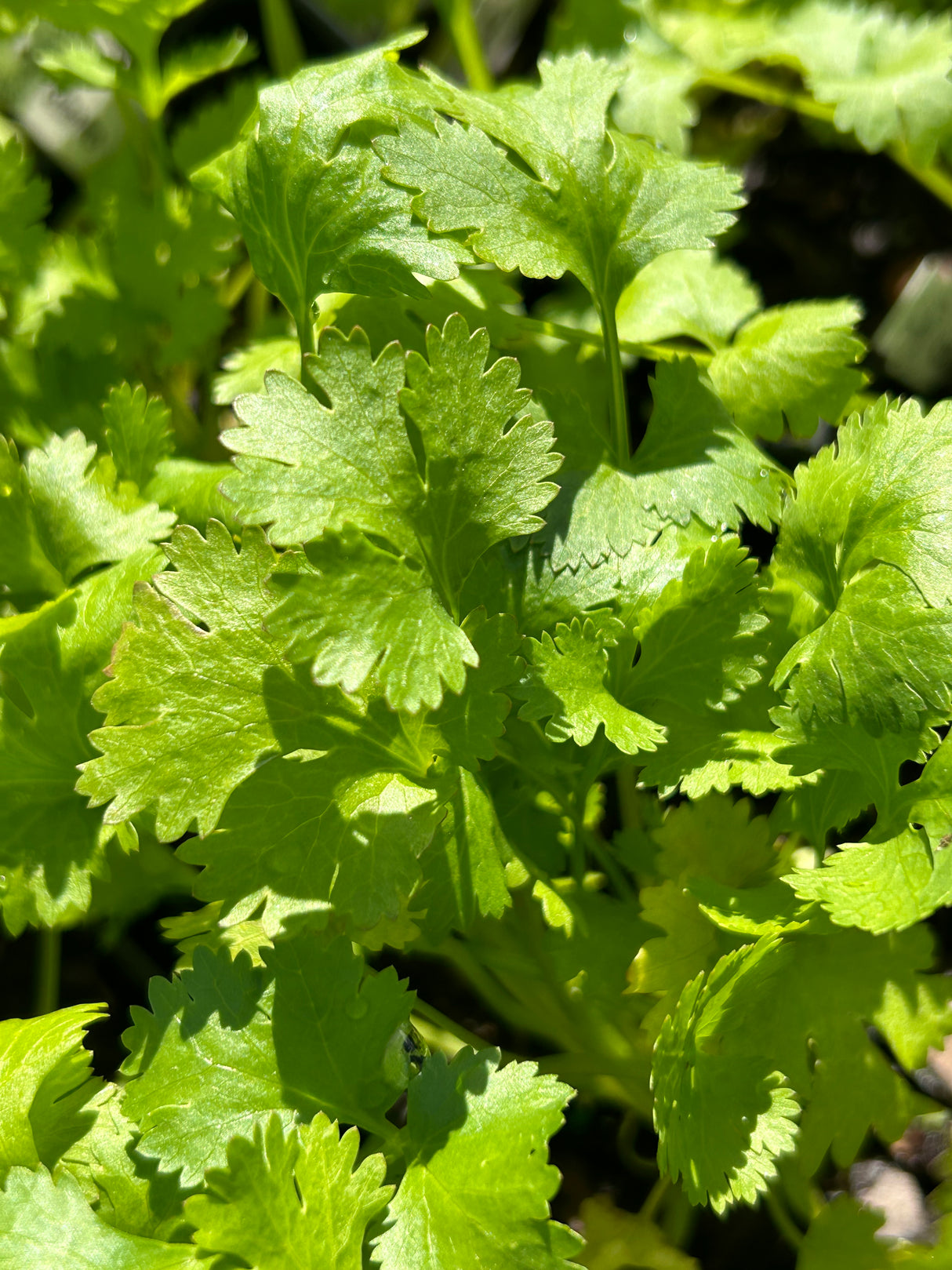 Annual Herb Plant - 6 inch pot