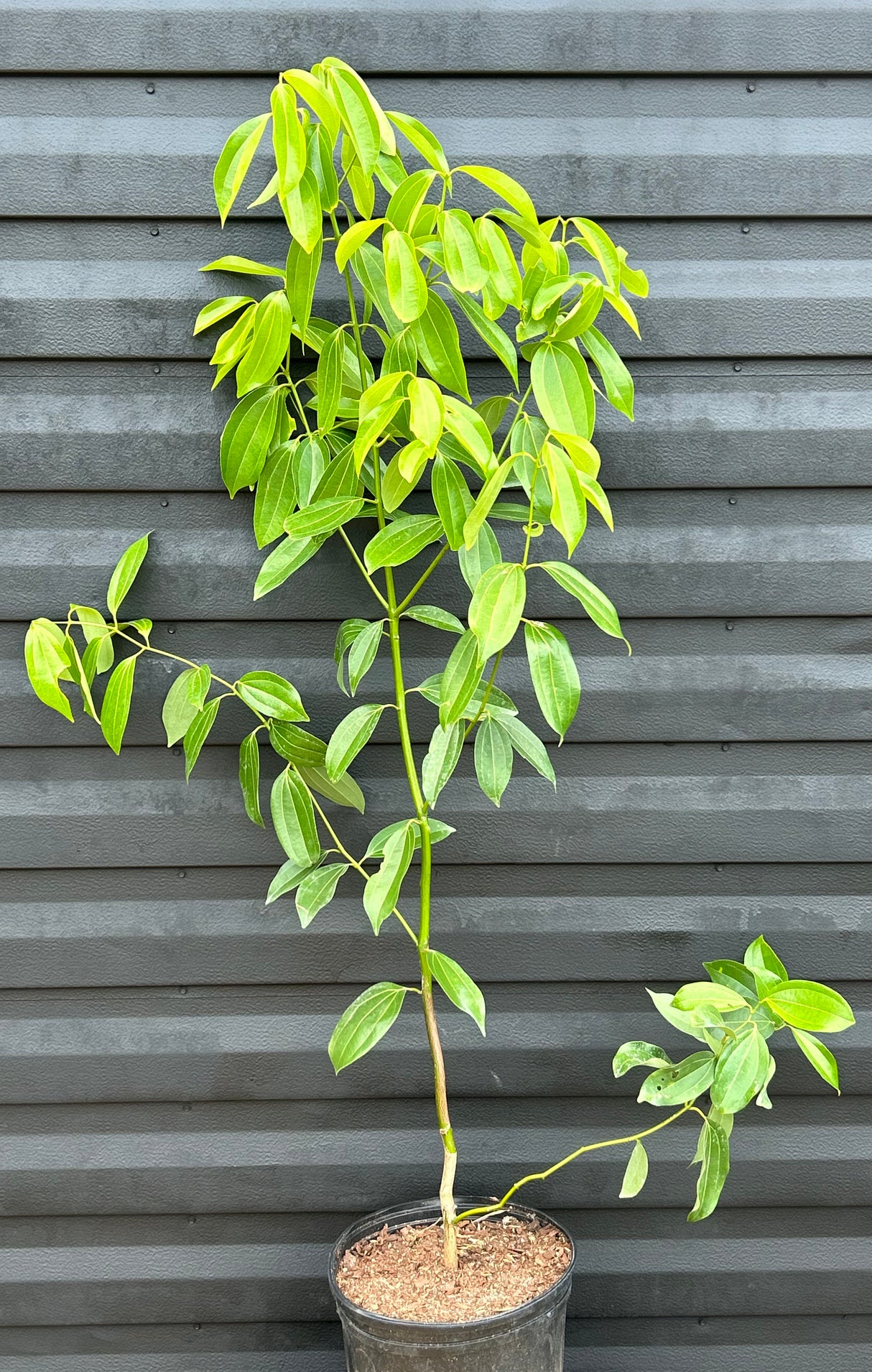 Cinnamon Tree