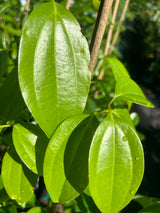 Cinnamon Tree