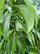 Cinnamon Tree