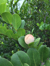 Cocoplum