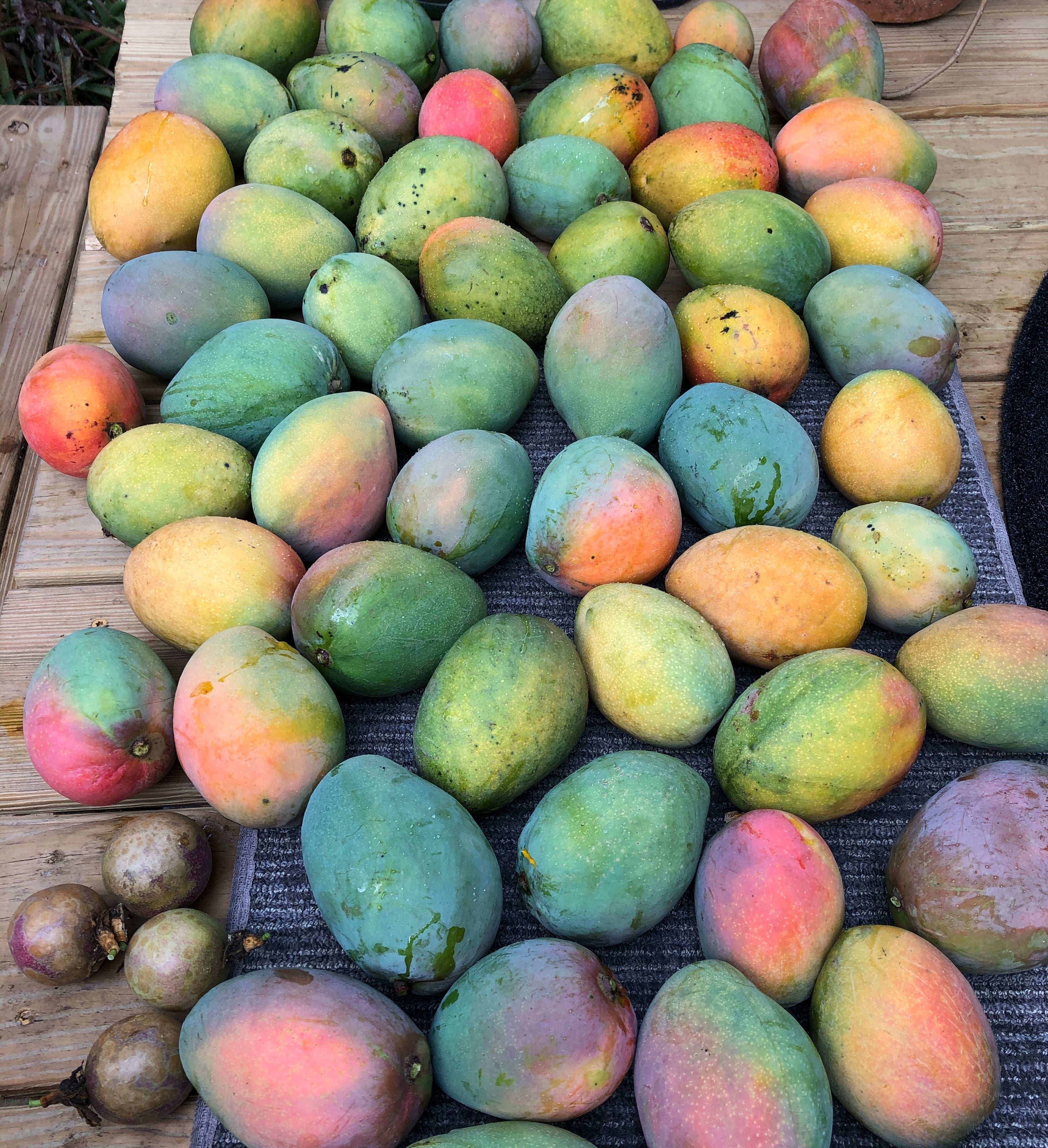 MangoPalooza 2026 // MANGO LOVER (GEN. ADMISSION) // Saturday