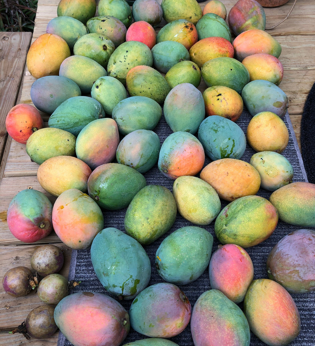 MangoPalooza 2026 // MANGO LOVER (GEN. ADMISSION) // Saturday, July 11th @ 4-8pm