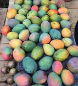 MangoPalooza 2026 // MANGO LOVER (GEN. ADMISSION) // Saturday, July 11th @ 4-8pm