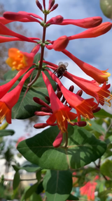 Coral Honeysuckle Vine