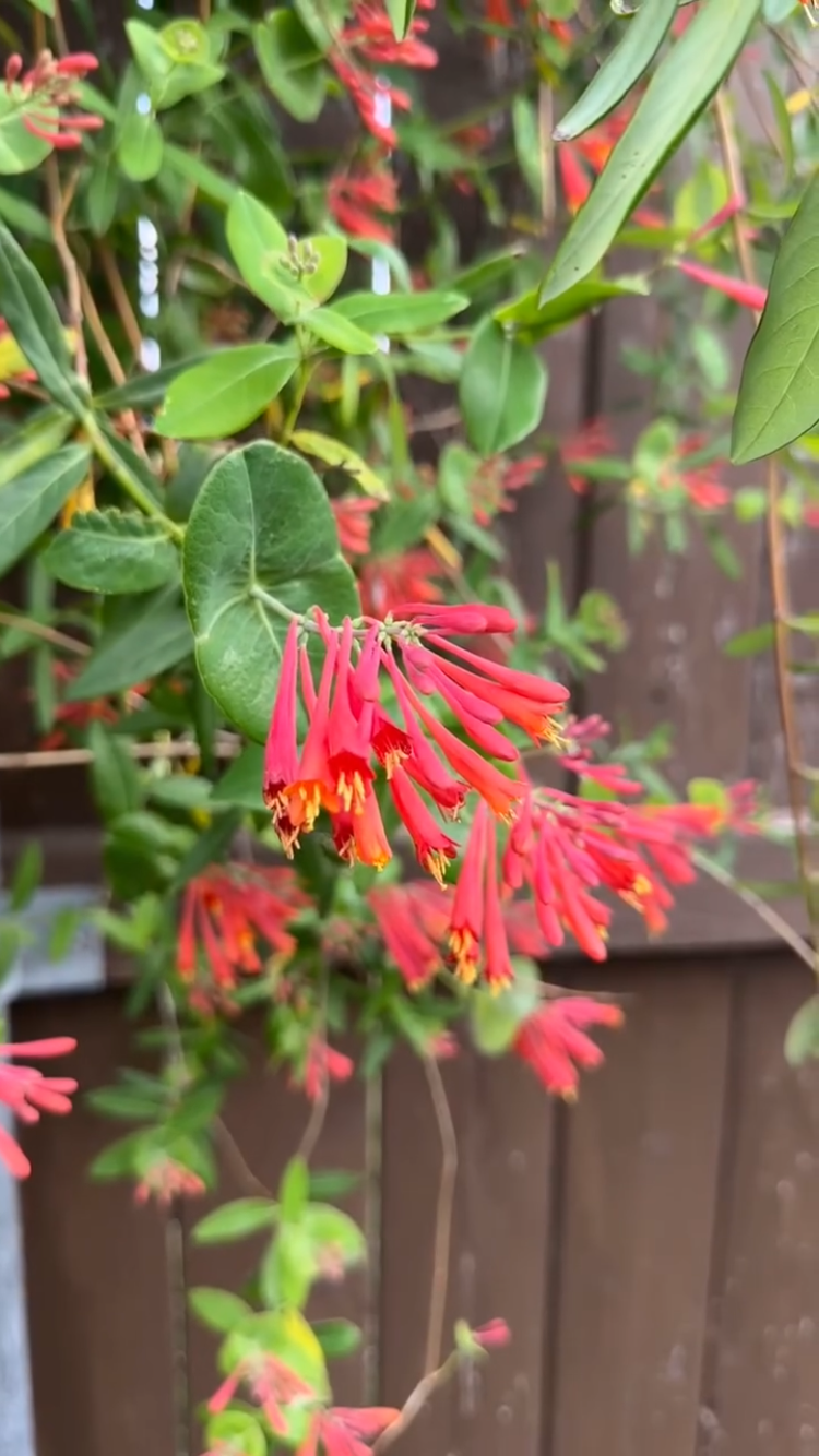 Coral Honeysuckle Vine