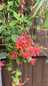 Coral Honeysuckle Vine