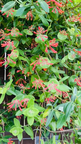 Coral Honeysuckle Vine