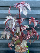 Cranberry Hibiscus