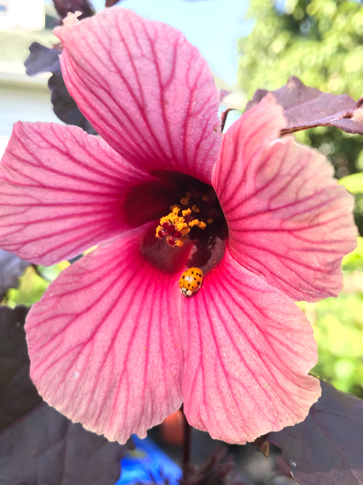 Cranberry Hibiscus