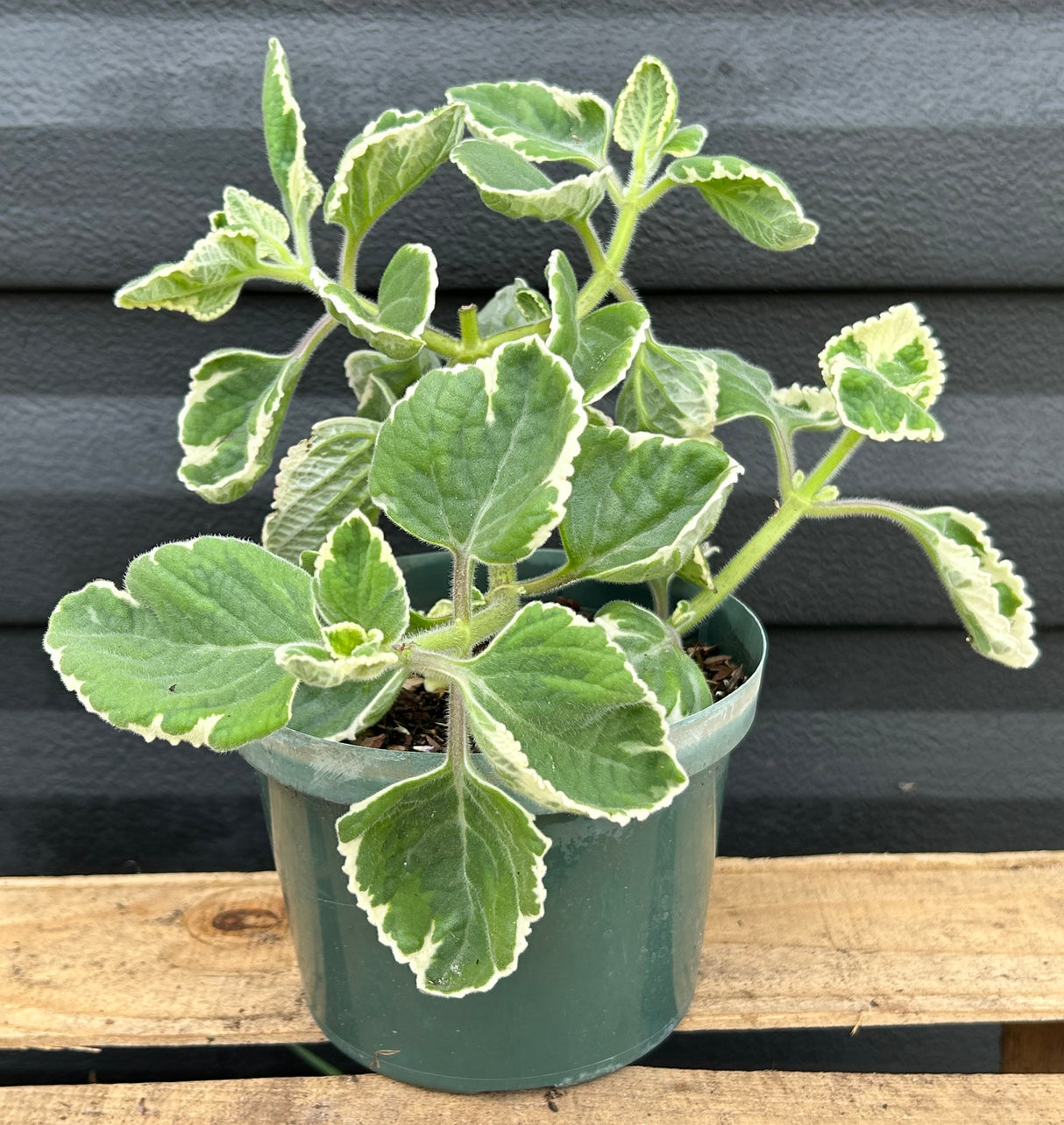 Cuban Oregano Plant - Variegated
