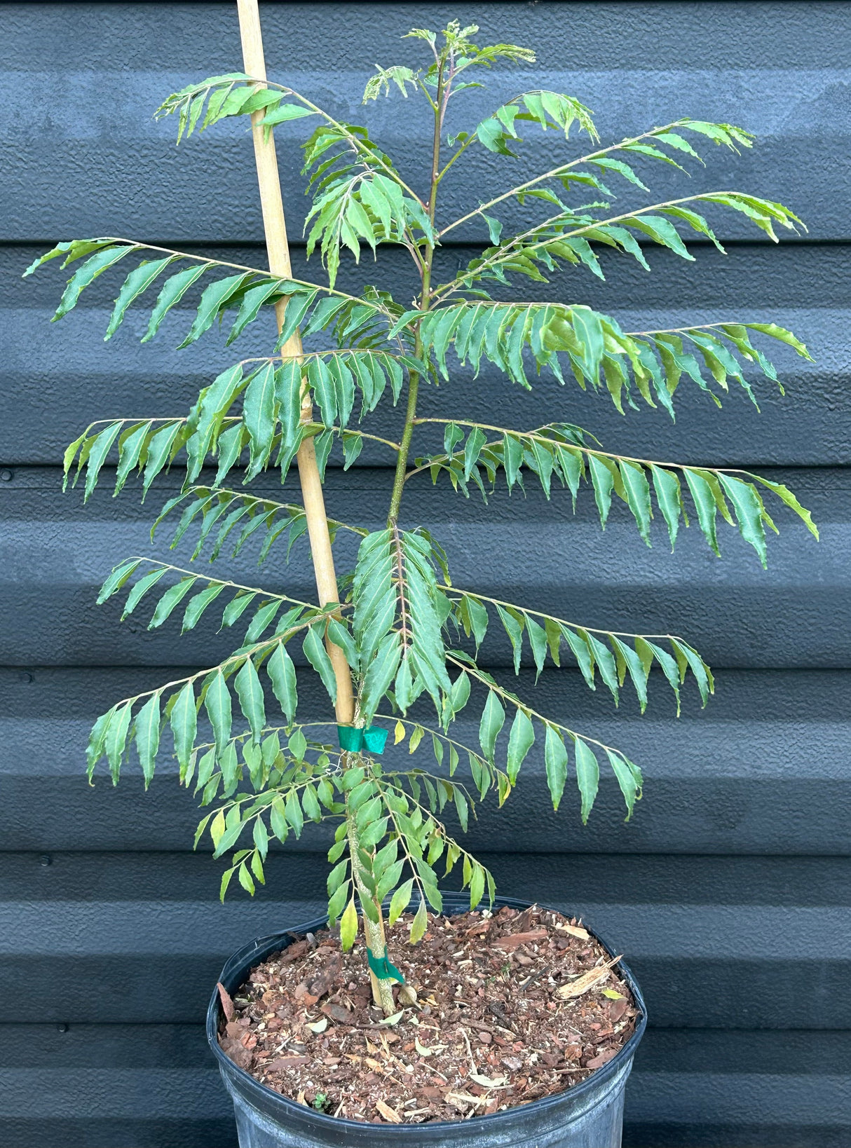Curry Leaf Tree