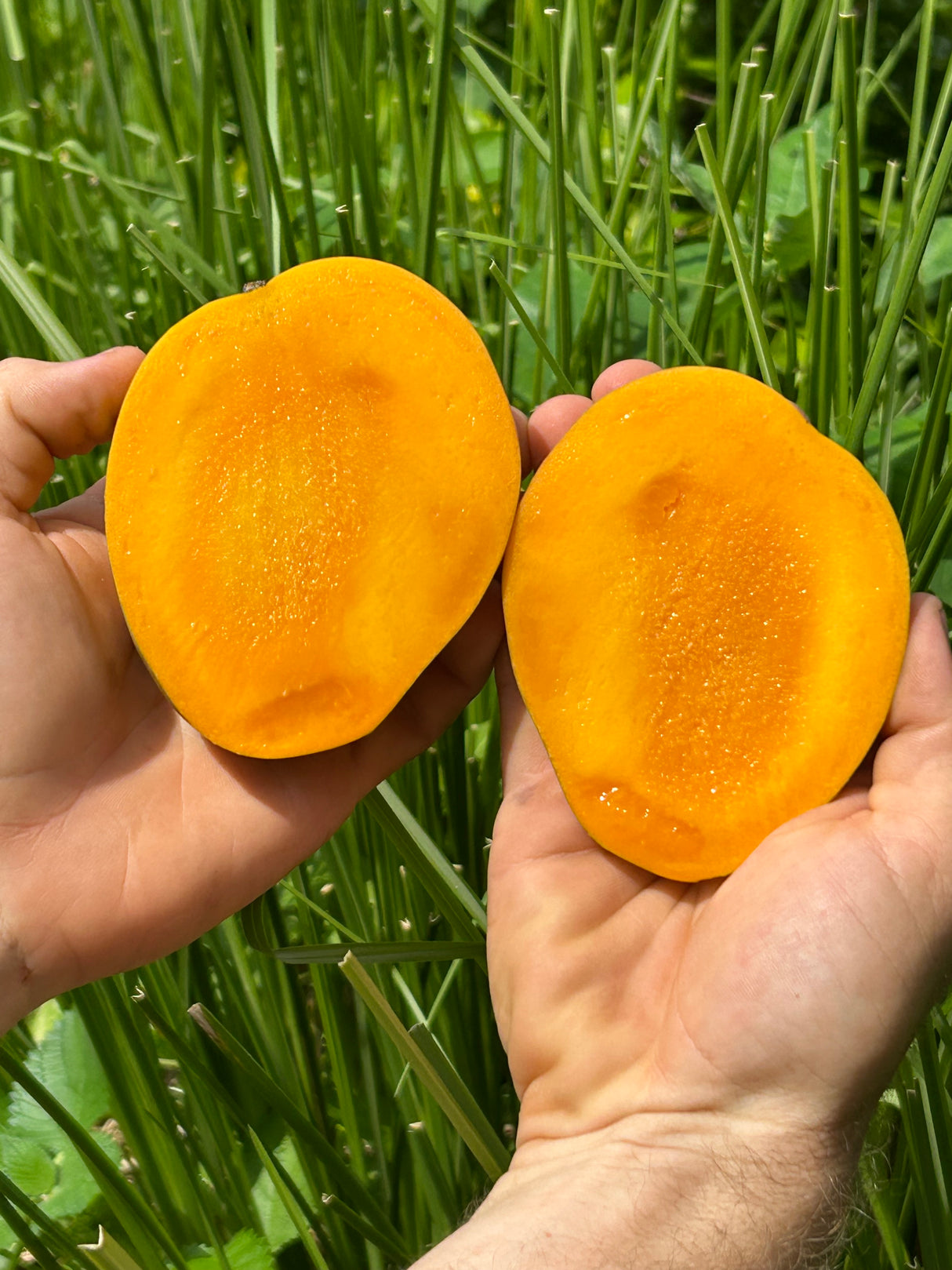 Mango Tree ‘Dot'