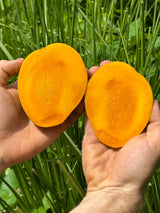 Mango Tree ‘Dot'