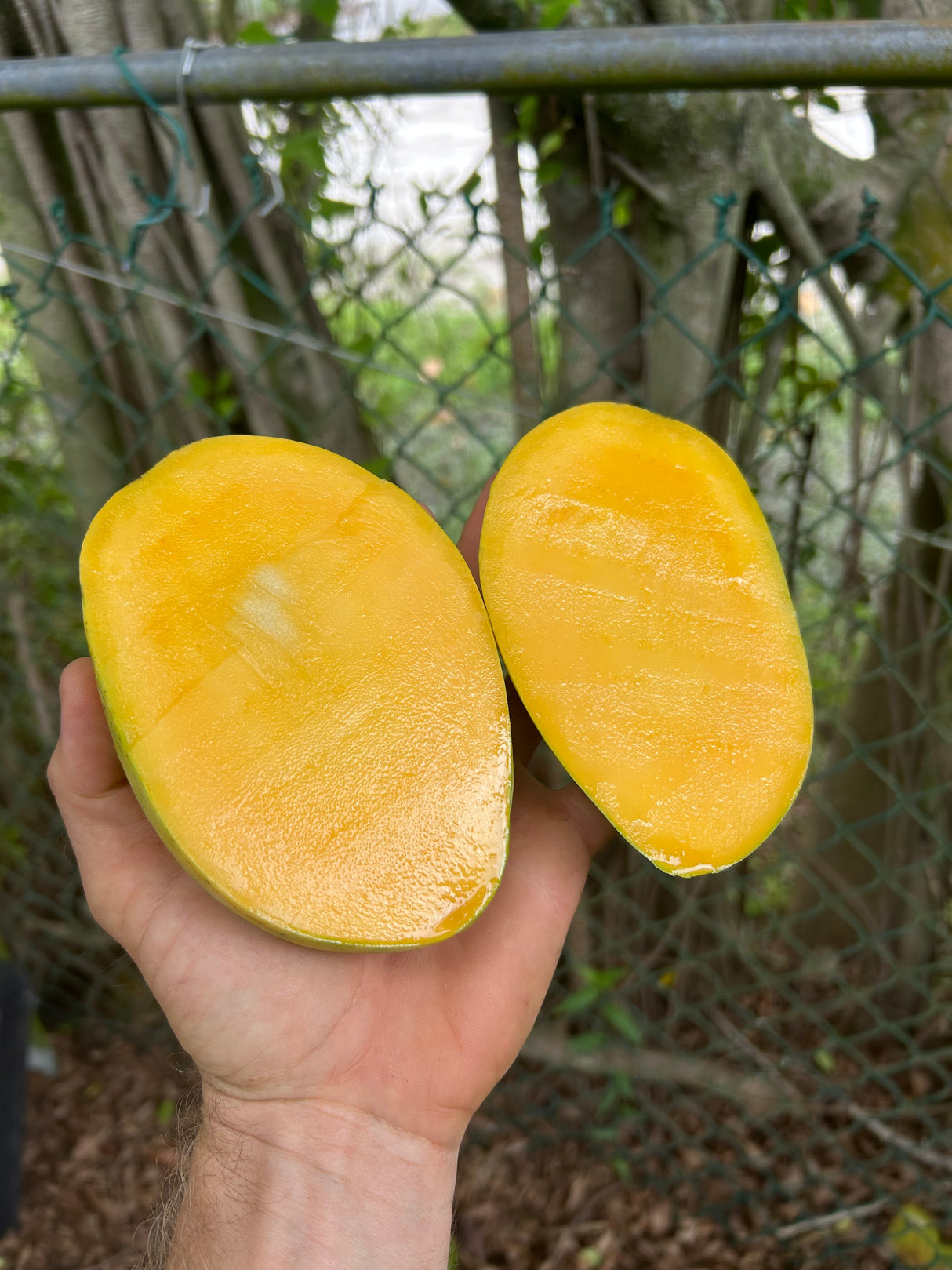 Mango Tree ‘Duncan’