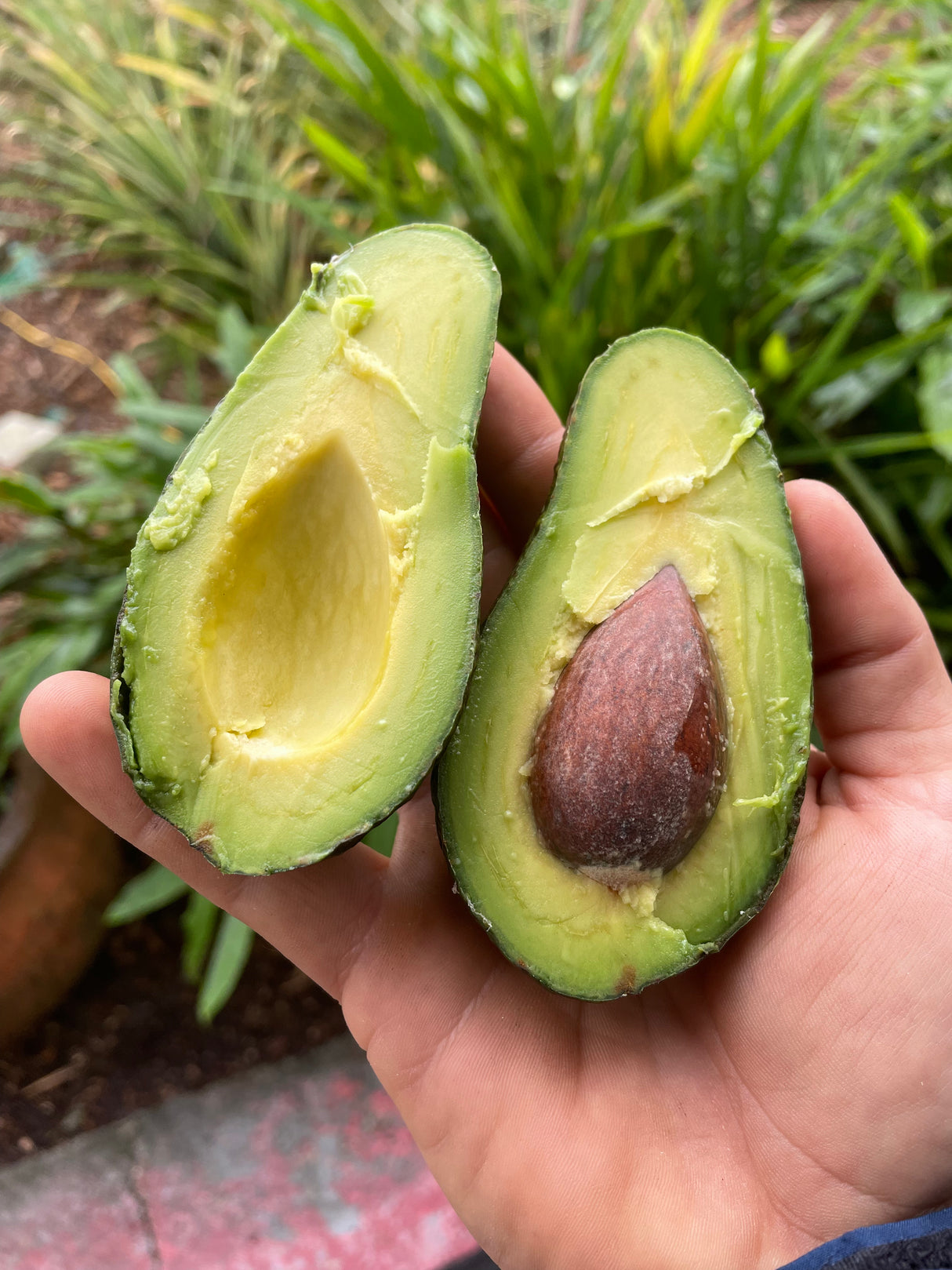 Avocado Tree ‘Day’