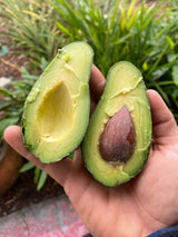 Avocado Tree ‘Day’
