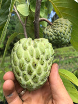 Atemoya Tree 'Dream'