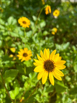 Dune Sunflower