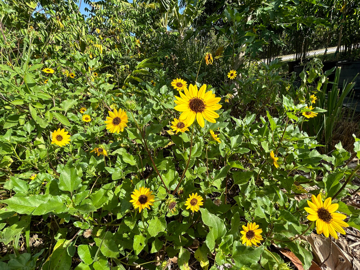 Dune Sunflower