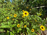 Dune Sunflower