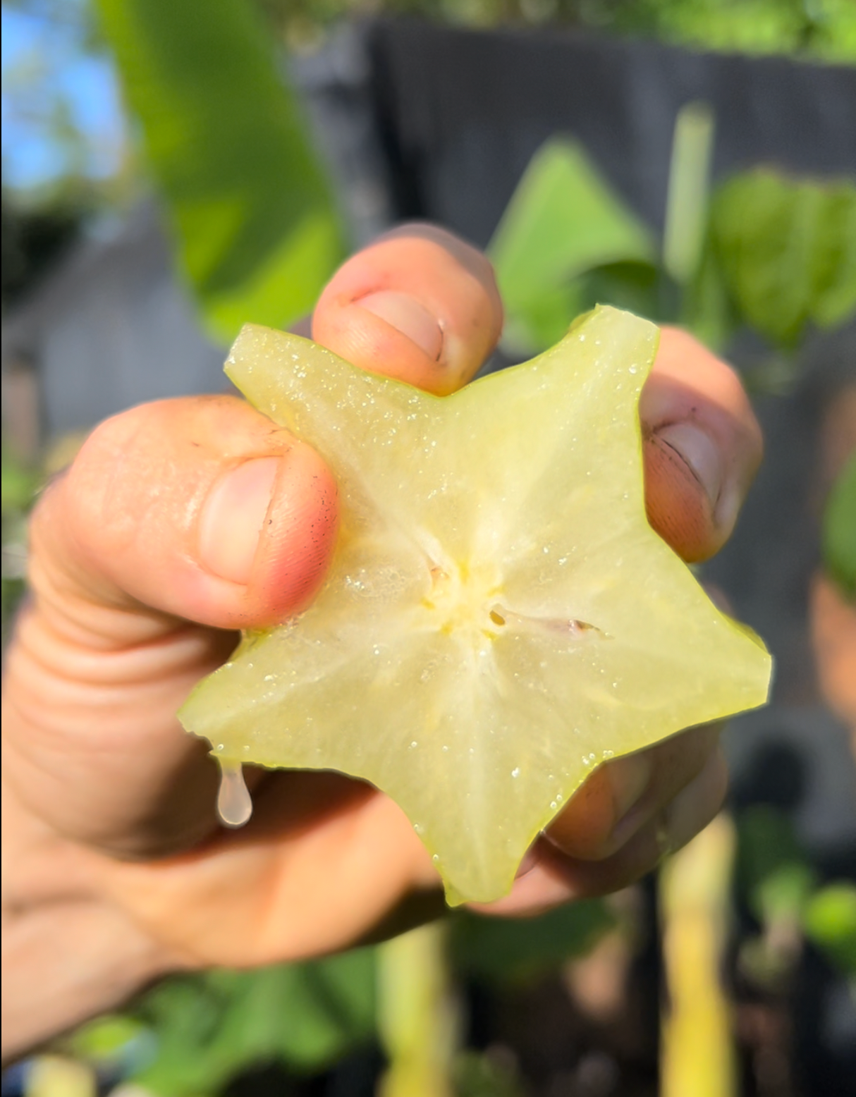 Carambola (Starfruit) Tree 'Dwarf Hawaiian'