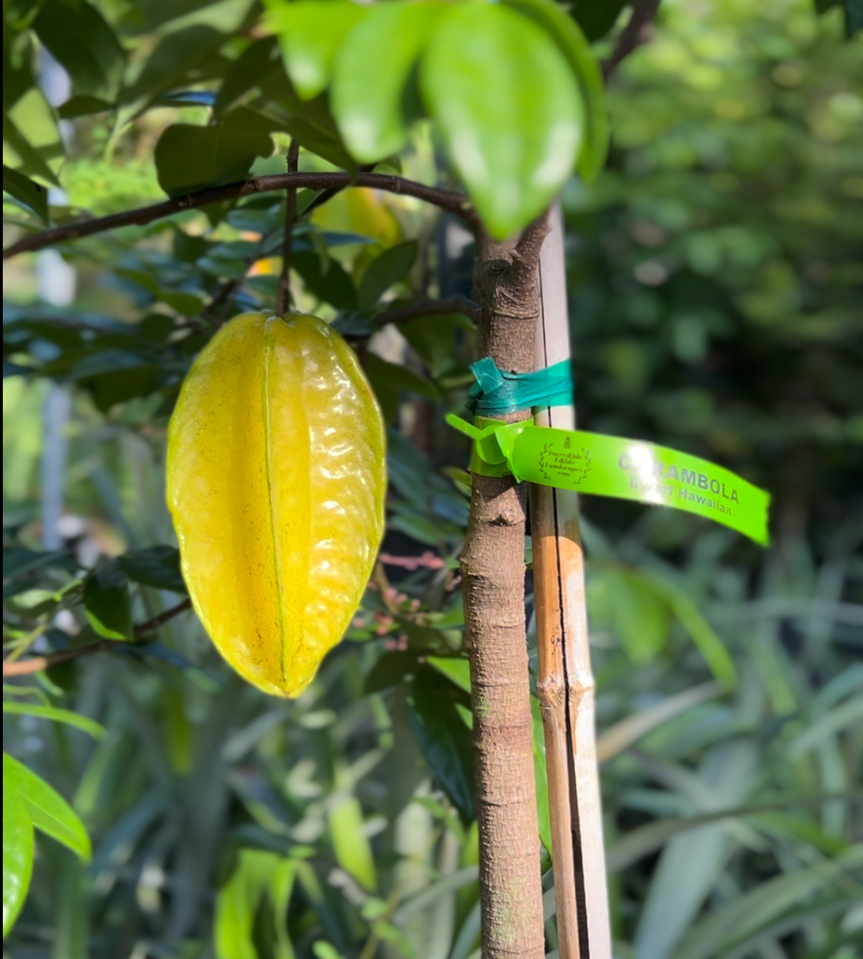 Carambola (Starfruit) Tree 'Dwarf Hawaiian'