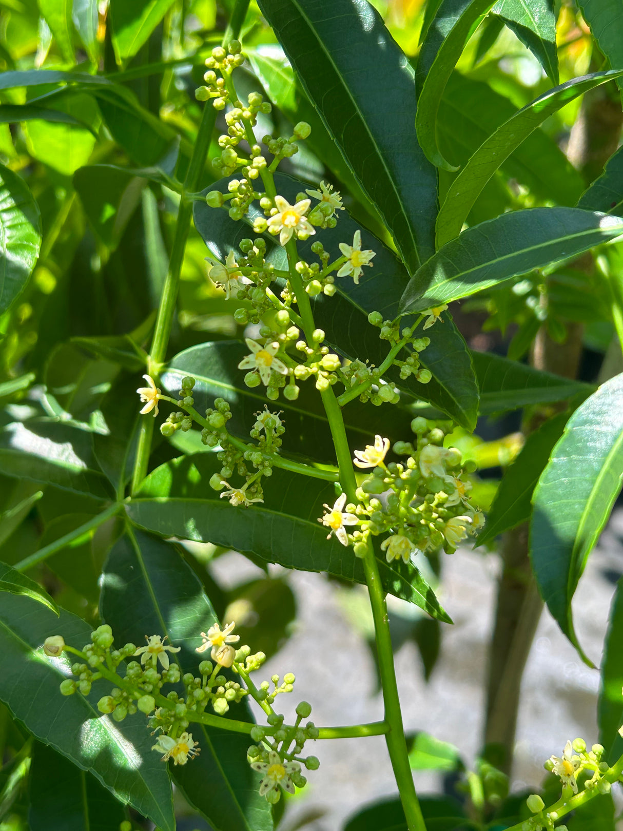June Plum Tree