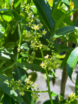 June Plum Tree