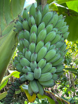 Banana Plant 'Dwarf Namwa'