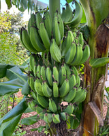Banana Plant 'Dwarf Orinoco'