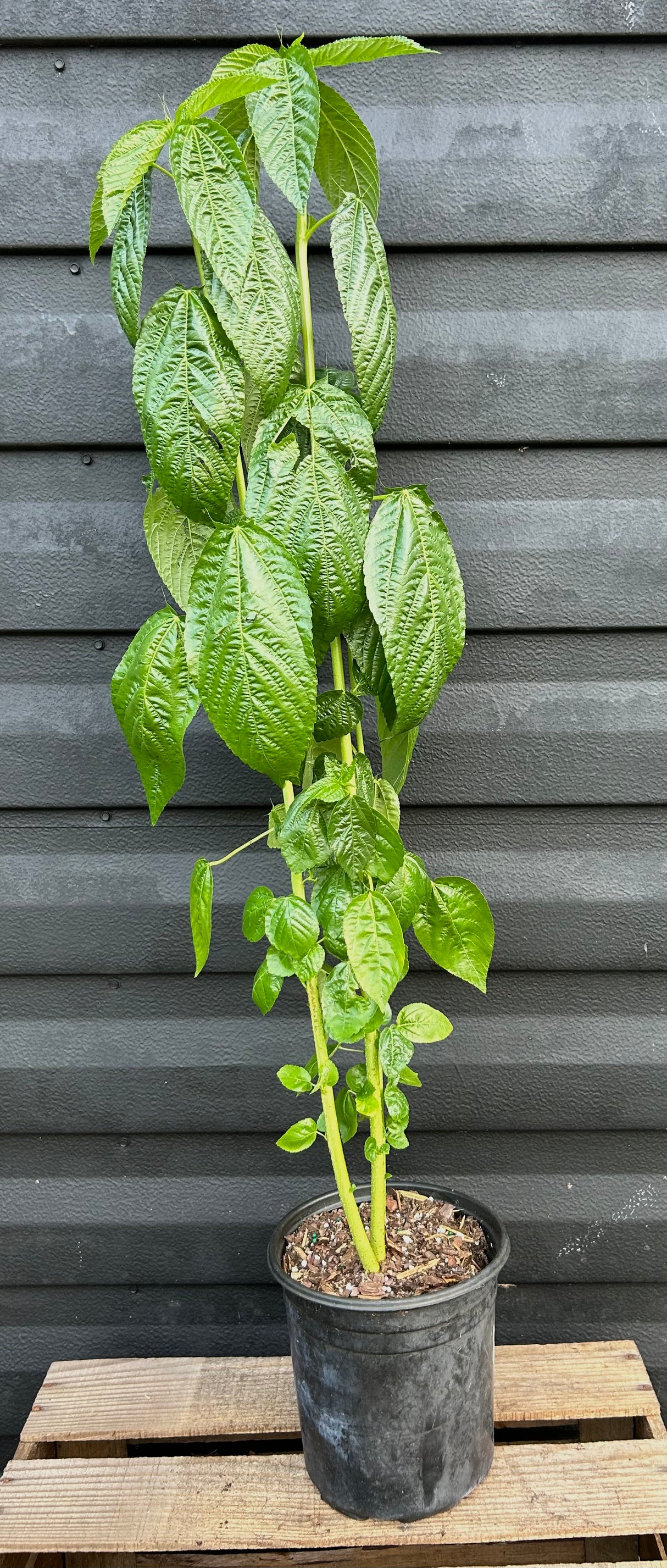Egyptian Spinach Plant