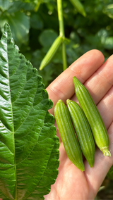 Egyptian Spinach Plant