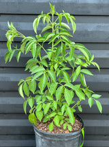 Elderberry Bush
