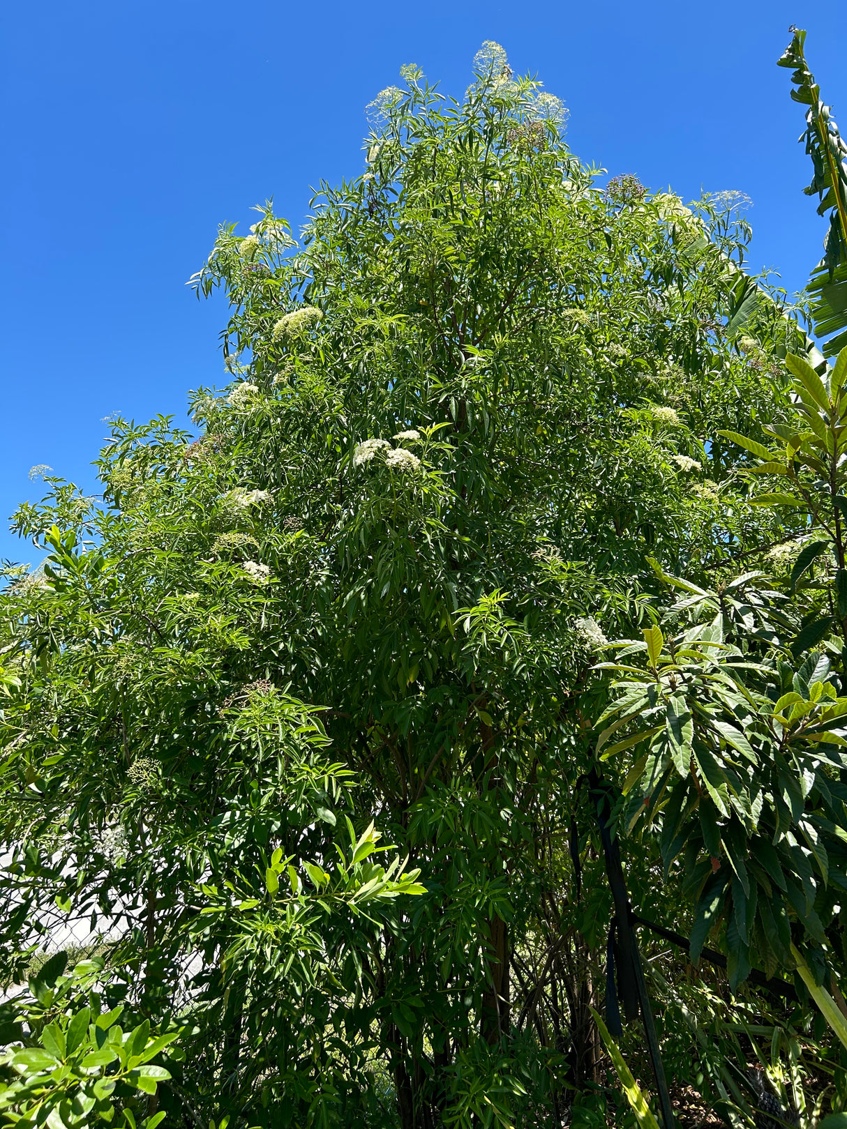 Elderberry Bush