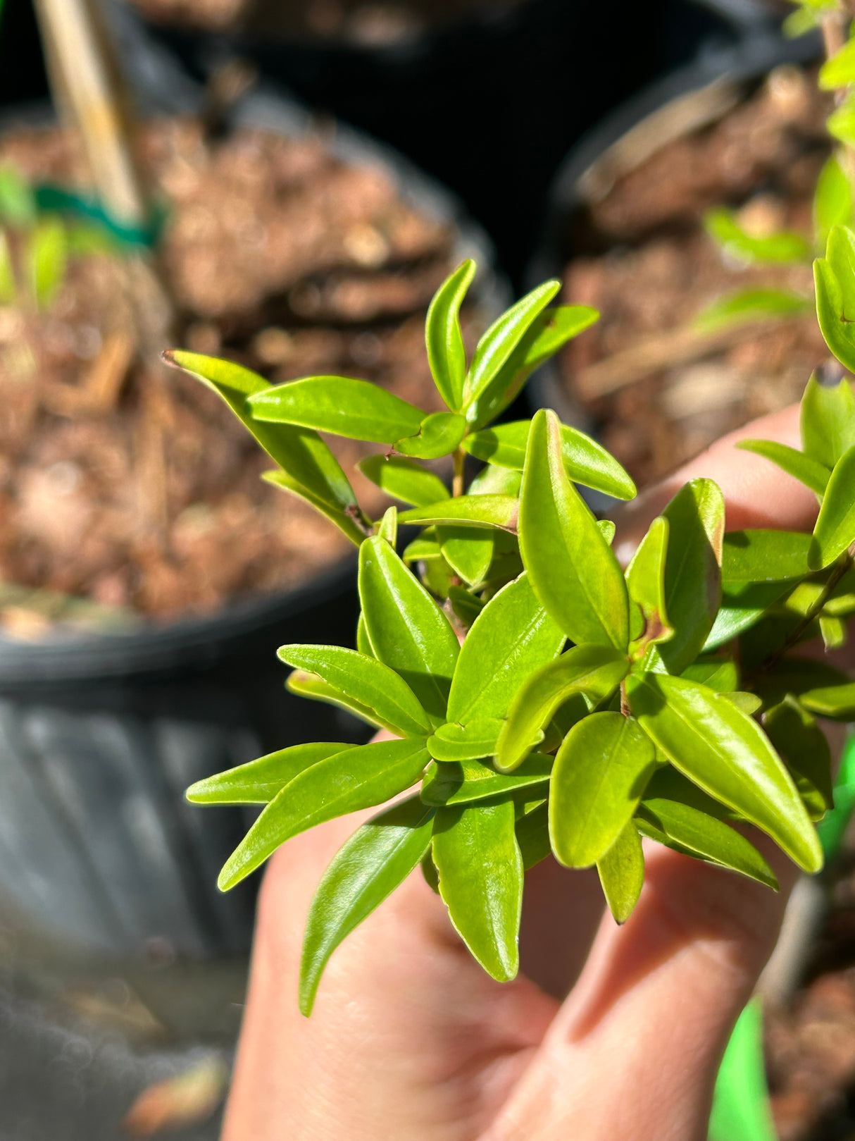 Eugenia neomyrtifolia