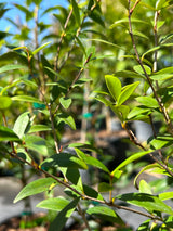 Eugenia neomyrtifolia