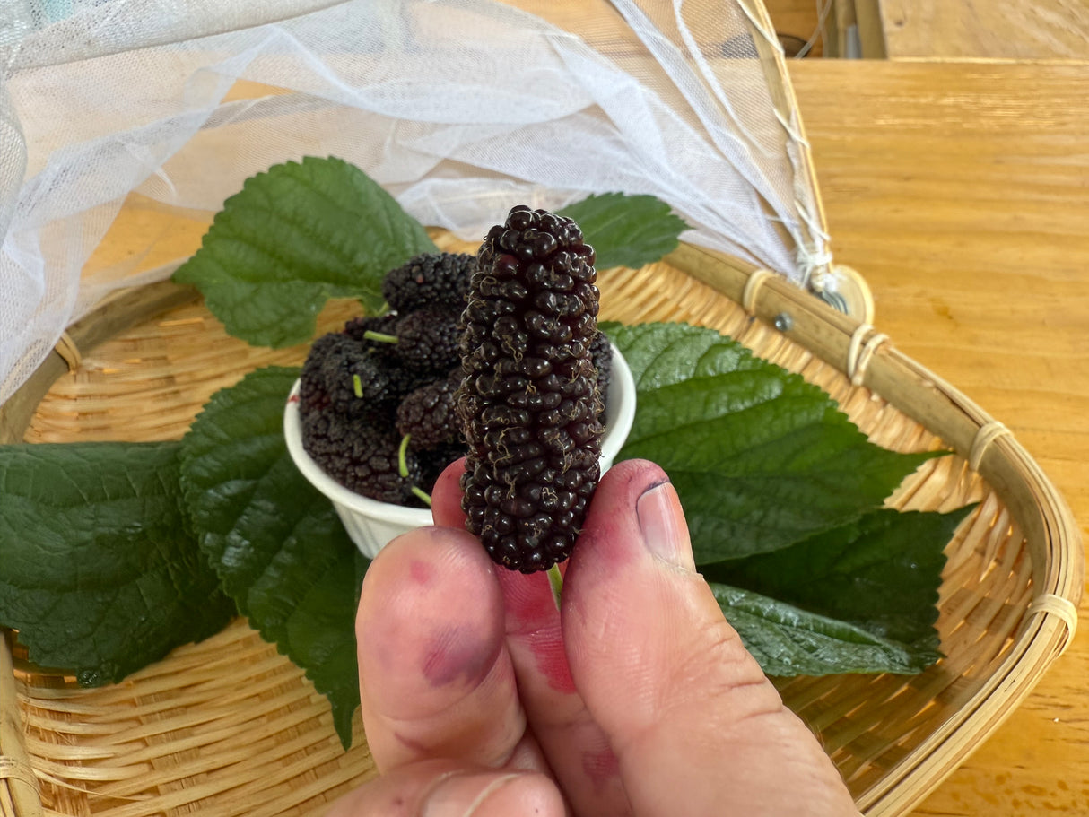 Mulberry Tree 'Florida Giant'