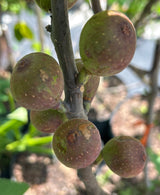 Fig Tree ‘Violette De Bordeaux’