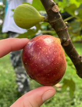 Fig Tree ‘Brown Turkey’