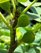 Fig Tree ‘Brown Turkey’