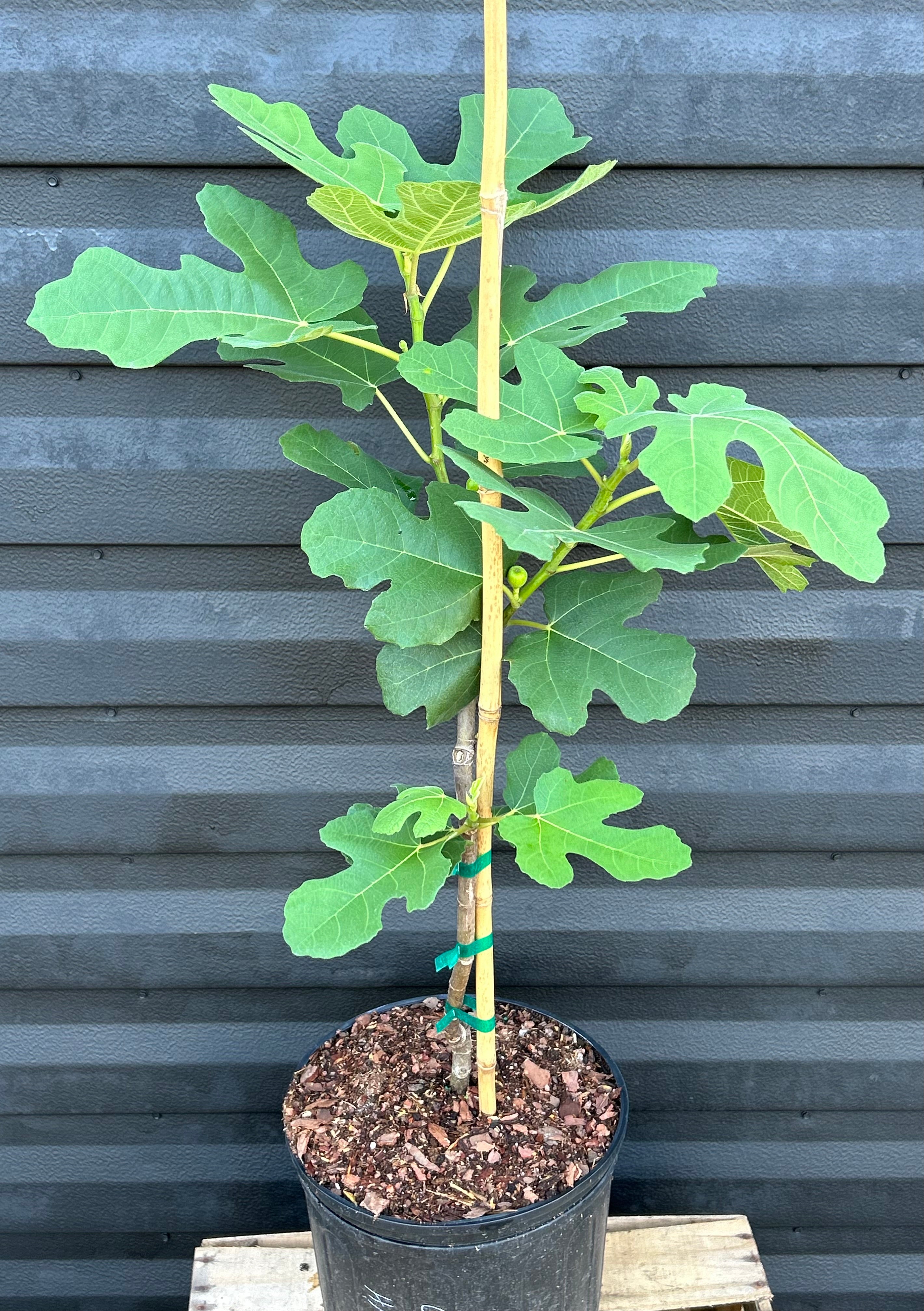 Fig tree _ReFa FINE BUBBLE U【ホワイト】 White Genoa Fig Tree- A Favorite for Cool, Coastal Areas
