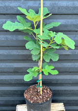 Fig Tree ‘Brown Turkey’