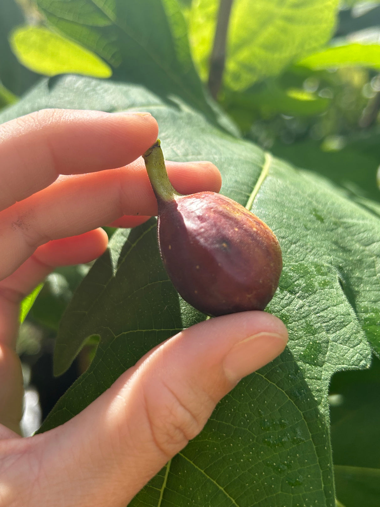 Fig Tree ‘Chicago Hardy’
